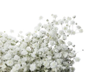 Gypsophila flowers isolated on whiteの写真素材