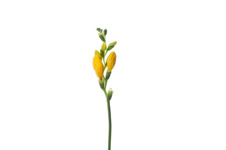 Freesia. Close up beautiful flower isolated on white studio background. Design elements for cutting. Blooming, spring, summertime, tender leaves and petals. Copyspace.の写真素材