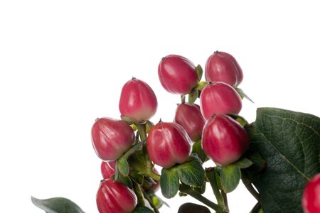 Hypericum pink, red. Close up beautiful flower isolated on white studio background. Design elements for cutting. Blooming, spring, summertime, tender leaves and petals. Copyspace.の写真素材