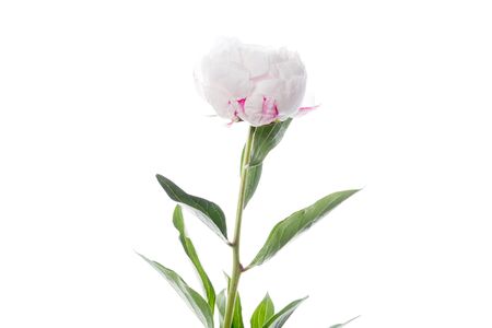 White-pink tender Peony. Close up beautiful flower isolated on white studio background. Design elements for cutting. Blooming, spring, summertime, tender leaves and petals. Copyspace.の写真素材