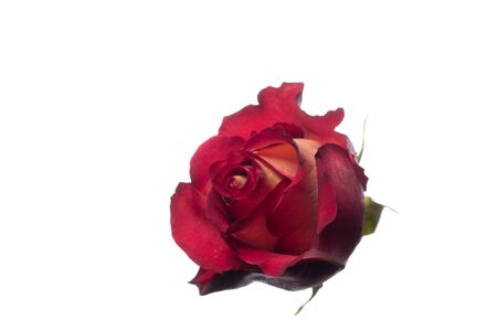 Bright red rose. Close up beautiful flower isolated on white studio background. Design elements for cutting. Blooming, spring, summertime, tender leaves and petals. Copyspace.の写真素材