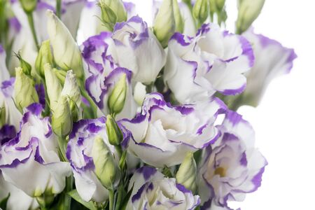 Eustoma excal blue pico. Close up beautiful flower isolated on white studio background. Design elements for cutting. Blooming, spring, summertime, tender leaves and petals. Copyspace.の写真素材