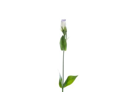 Eustoma excal blue pico. Close up beautiful flower isolated on white studio background. Design elements for cutting. Blooming, spring, summertime, tender leaves and petals. Copyspace.の写真素材