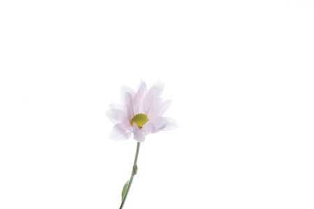 Chrysanthemum barolo purple, pink. Close up beautiful flower isolated on white studio background. Design elements for cutting. Blooming, spring, summertime, tender leaves and petals. Copyspace.の写真素材