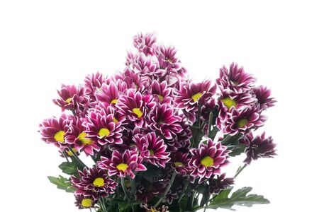 Chrysanthemum Haidar. Close up beautiful flower isolated on white studio background. Design elements for cutting. Blooming, spring, summertime, tender leaves and petals. Copyspace.の写真素材