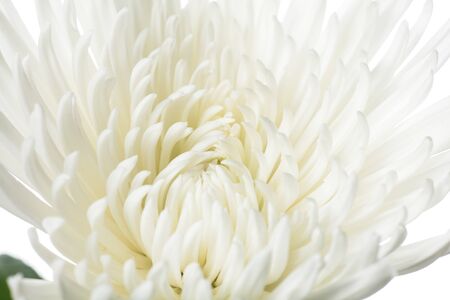 Chrysanthemum anastasia white. Close up beautiful flower isolated on white studio background. Design elements for cutting. Blooming, spring, summertime, tender leaves and petals. Copyspace.の写真素材