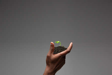 Human hands holding a fresh green plant, symbol of growing business, environmental conservation and bank savings. Planet in your hands. Ecology problems made of humanity, green living, new beginnings.の写真素材