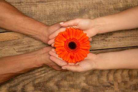 Human hands holding tender summer flower together isolated on wooden background with copyspace. Spring mood, wellness, healthy lifestyle, romantic, nature and organic concept. Spa, support, beauty.の写真素材