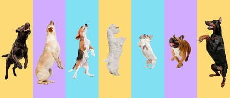 Young dogs, pets jumping high, flying. Cute doggies or pets are looking happy isolated on multicolored background. Studio photoshots. Creative collage of different breeds of dogs. Flyer for your ad.の写真素材