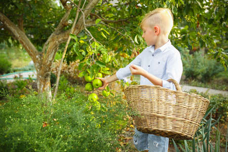 Weekend. Happy little boy during picking apples in a garden outdoors. Love, family, lifestyle, harvest, autumn concept. Cheerful, healthy and lovely. Organic food, agriculture, gardening.の写真素材