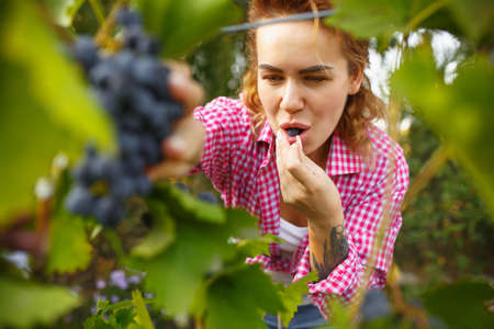 Weekend. Happy young woman during picking berries in a garden outdoors. Love, family, lifestyle,...