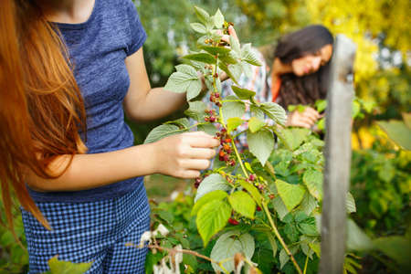 Sisters. Happy little girl during picking berries in a garden outdoors. Love, family, lifestyle,...