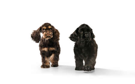 American cocker spaniel puppies posing. Cute dark-braun doggies or pets playing on white background....