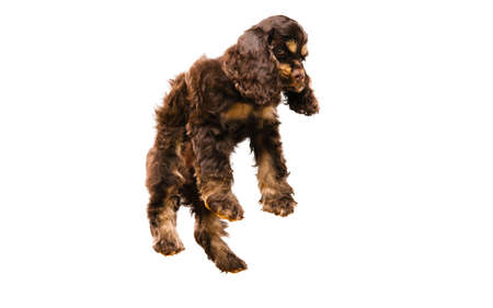 American cocker spaniel puppy jumping. Cute dark-braun doggy or pet playing on white background....