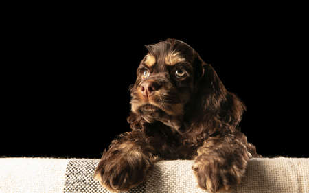 American cocker spaniel puppy posing. Cute dark doggy or pet playing on black background. Looks attented and playful. Studio photoshot. Concept of motion, movement, action. Copyspace.の写真素材
