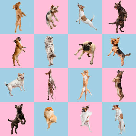 Jumping high. Stylish adorable dogs and cats posing. Cute pets happy. The different purebred puppies and cats. Creative collage isolated on pink-blue studio background. Various breeds.の写真素材