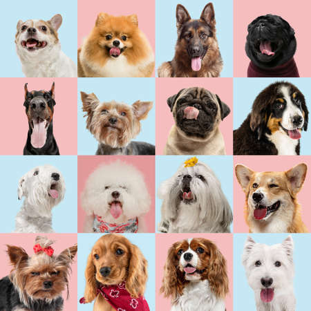 Stylish adorable dogs posing. Cute doggies or pets happy. The different purebred puppies. Creative collage isolated on multicolored studio background. Front view, modern design. Various breeds.の写真素材
