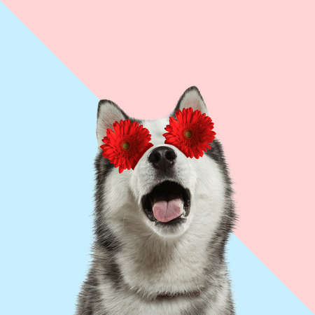 Flower look. Modern design. Contemporary art collage with cute dog and trendy colored background with geometric styled elements. Inspirative art, pets, animal, style and fashion concept. Copyspace.の写真素材