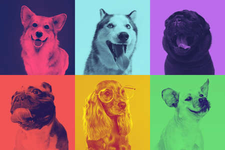 Little dogs are posing and looking in the camera. Cute doggies or pets are happy. The different purebred puppies. Creative collage isolated on multicolored studio background. Front view. Duotone effectの写真素材
