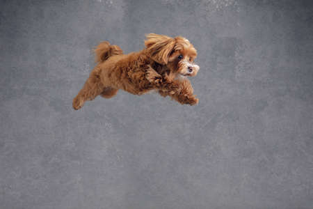 Flying high. Maltipu little dog is posing. Cute playful  doggy or pet playing on grey studio...