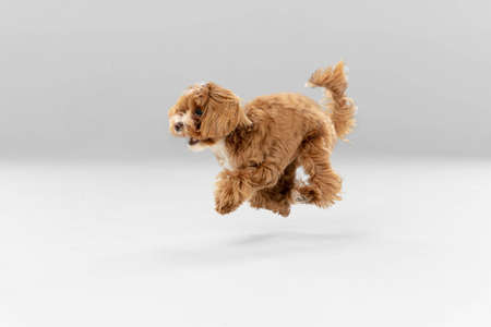 On the run. Maltipu little dog is posing. Cute playful  doggy or pet playing on white studio...