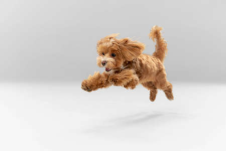 Sincere emotions. Maltipu little dog is posing. Cute playful  doggy or pet playing on white studio...