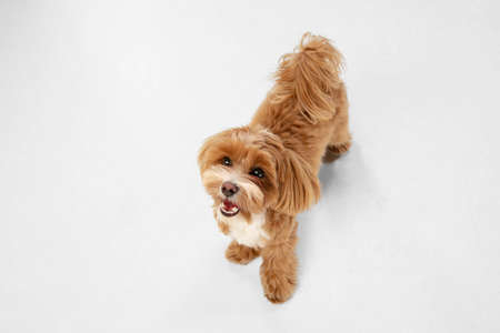 Companion. Maltipu little dog is posing. Cute playful  doggy or pet playing on white studio background. Concept of motion, action, movement, pets love. Looks happy, delighted, funny.の写真素材