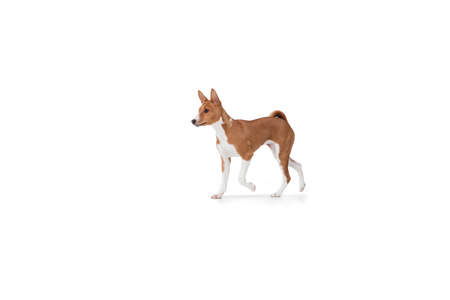 Basenji young dog is posing. Cute playful brown white doggy or pet playing on white studio background. Concept of motion, action, movement, pets love. Looks delighted, funny. Copyspace for ad.の写真素材