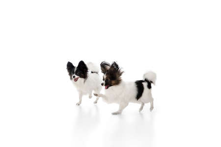 Papillon young dogs is playing. Cute playful brown white doggies or pets playing on white studio background. Concept of motion, action, movement, pets love. Looks delighted, funny. Copyspace for ad.の写真素材