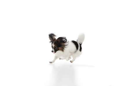 Papillon young dog is playing. Cute playful brown white doggy or pet playing on white studio background. Concept of motion, action, movement, pets love. Looks delighted, funny. Copyspace for ad.の写真素材