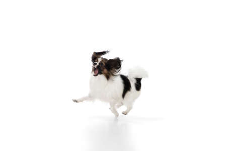 Papillon young dog is playing. Cute playful brown white doggy or pet playing on white studio background. Concept of motion, action, movement, pets love. Looks delighted, funny. Copyspace for ad.の写真素材