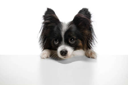 Papillon young dog is playing. Cute playful brown white doggy or pet playing on white studio background. Concept of motion, action, movement, pets love. Looks delighted, funny. Copyspace for ad.の写真素材