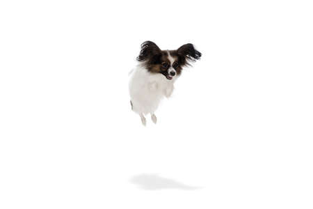 Papillon young dog is flying high. Cute playful brown white doggy or pet playing on white studio background. Concept of motion, action, movement, pets love. Looks delighted, funny. Copyspace for ad.の写真素材