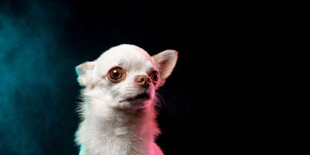 Little Chihuahua dog is posing. Cute playful white creme doggy or pet isolated on neon colored background. Concept of motion, movement, pets love. Looks happy, delighted, funny. Copyspace for designの写真素材