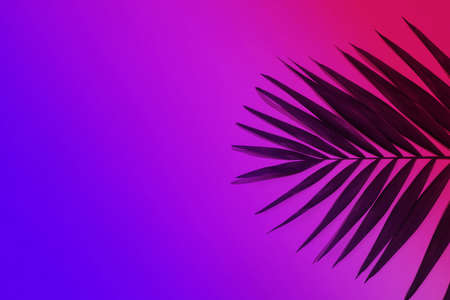Dark green tropical palm leaf isolated on purple pink gradient background. Design for invitation cards, flyers. Abstract design templates for posters, covers, wallpapers with copyspace for text.の写真素材