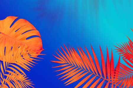 Dazzling beauty. Summer tropical exotic leaves isolated on bright background. Design for invitation cards, flyers. Abstract design templates for posters, covers, wallpapers with copyspace for text.の写真素材