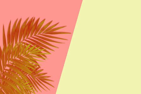 Exotic brown tropical palm leaves isolated on pink yellow background. Design for invitation cards,...