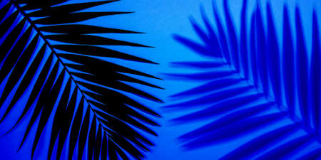 Dark green tropical palm leaves isolated on purple blue gradient background. Design for invitation cards, flyers. Abstract design templates for posters, covers, wallpapers with copyspace for text.の写真素材