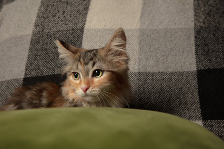 Close-up. Beautiful purebred kitten of Siberian cat sitting on sofa covered with a checkered blanket. Concept of home comfort, mood, pets love, animal grace. Looks happy, delighted. Copyspace.の写真素材