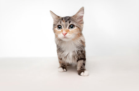 Scared beautiful multicolor kitten of Siberian cat posing isolated on white studio background. Concept of motion, action, pets love, animal grace. Looks happy, delighted, funny. Copyspace.の写真素材