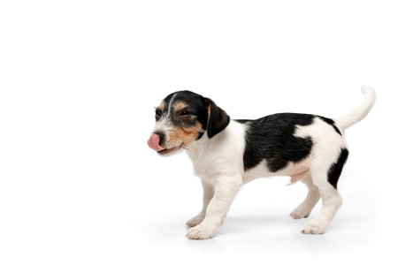 Cute. Jack Russell Terrier little dog is posing. Cute playful doggy or pet playing on white studio background. Concept of motion, action, movement, pets love. Looks happy, delighted, funny.の写真素材