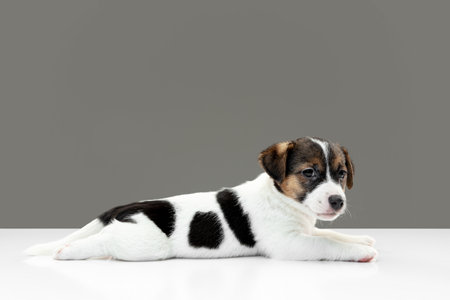 Little young dog posing serious. Cute playful brown white doggy or pet playing, lying down on gray studio background. Concept of friendship, care, pets love. Looks delighted, funny. Copyspace for ad.の写真素材