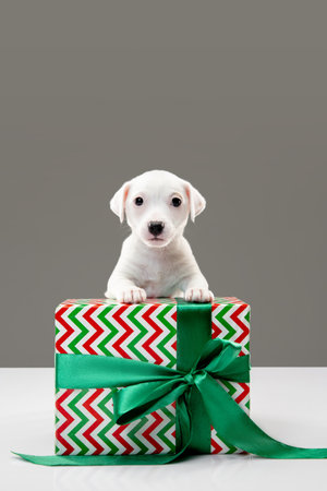 Little young dog with big gift for Birthday or New Year party. Cute playful brown white doggy or pet on gray studio background. Concept of holidays, pets love, celebrating. Looks funny. Copyspace.の写真素材