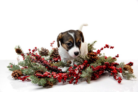 Little young dog with Christmas wreath greeting New Year 2021. Cute playful brown white doggy or pet on white studio background. Concept of holidays, pets love, celebrating. Looks funny. Copyspace.の写真素材