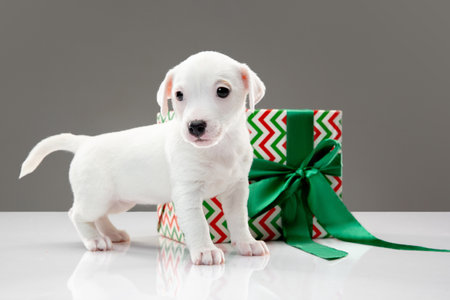 Little young dog with big gift for Birthday or New Year party. Cute playful brown white doggy or pet on gray studio background. Looks funny. Copyspace.の写真素材