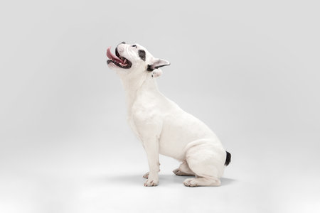 Waiting for miracle. French Bulldog young dog is posing. Cute playful white-black doggy or pet is playing and looking happy isolated on white background. Concept of motion, action, movement.の写真素材