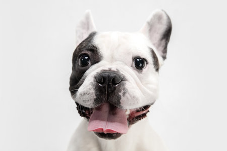 Beauty portrait. French Bulldog young dog is posing. Cute playful white-black doggy or pet is playing and looking happy isolated on white background. Concept of motion, action, movement.の写真素材