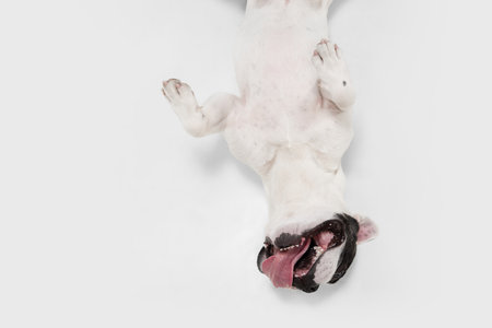 Youth and madness. French Bulldog young dog is posing. Cute playful white-black doggy or pet is playing and looking happy isolated on white background. Concept of motion, action, movement.の写真素材