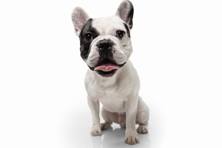 Listen to me. French Bulldog young dog is posing. Cute playful white-black doggy or pet is playing and looking happy isolated on white background. Concept of motion, action, movement.の写真素材