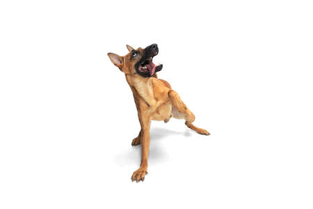 Youth. Young Belgian Shepherd Malinois is posing. Cute doggy or pet is playing, running and looking...